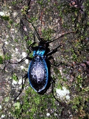 Carabus intricatus