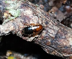 Ectobius sylvestris