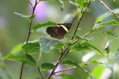 Abisara fylla