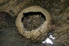 Myomenippe hardwickii