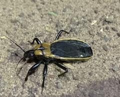 Ectrichodia crux