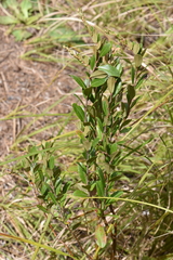 Chamaedaphne calyculata