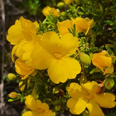 Hibbertia hypericoides hypericoides