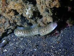 Gymnothorax richardsonii