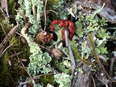Cladonia bellidiflora
