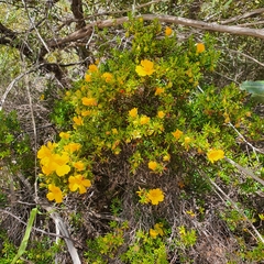 Hibbertia hypericoides hypericoides