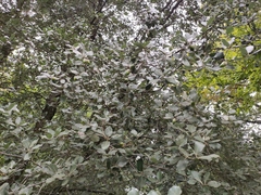 Quercus ilex