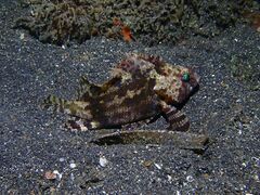 Centrogenys vaigiensis