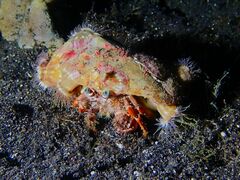 Dardanus pedunculatus