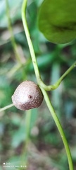 Dioscorea collettii