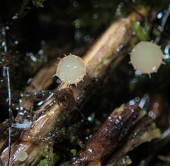 Crocicreas