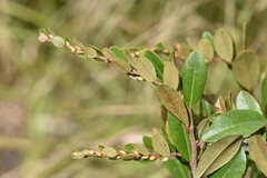 Chamaedaphne calyculata