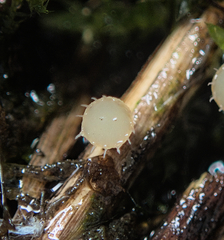 Crocicreas