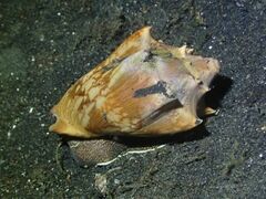 Cymbiola vespertilio