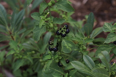Solanum interius