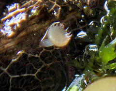 Crocicreas