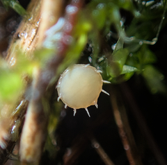 Crocicreas