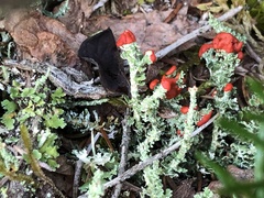 Cladonia bellidiflora