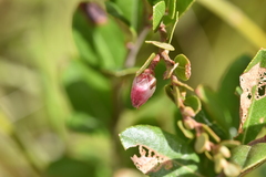 Chamaedaphne calyculata