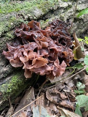 Phaeotremella foliacea