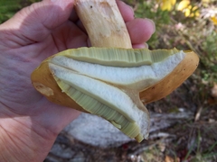 Boletus chippewaensis