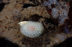 Onchidoris muricata