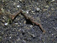 Rhinolambrus pelagicus