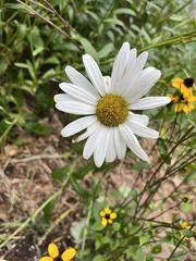 Leucanthemum