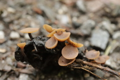 Ciboria batschiana