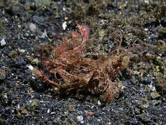 Pteroidichthys amboinensis