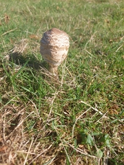 Chlorophyllum rhacodes