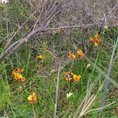 Diuris
