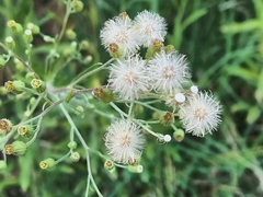 Erigeron sumatrensis