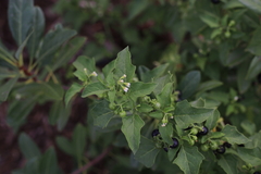 Solanum interius