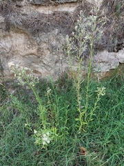 Erigeron sumatrensis