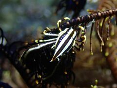 Allogalathea elegans