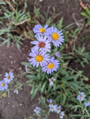 Erigeron speciosus