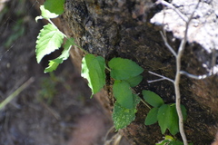 Celtis reticulata