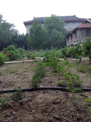 Malva cavanillesiana