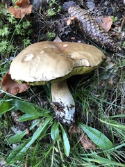 Boletus