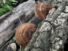 Fuscoporia