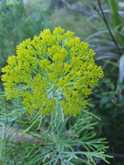 Hymenolepis crithmifolia