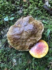 Boletus
