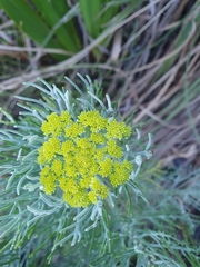 Hymenolepis crithmifolia