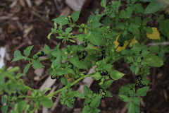 Solanum interius