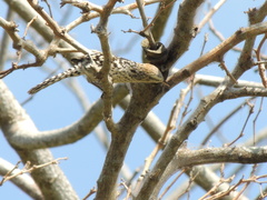 Campylorhynchus nuchalis