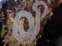 Onchidoris muricata