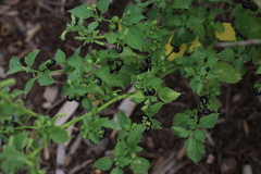 Solanum interius
