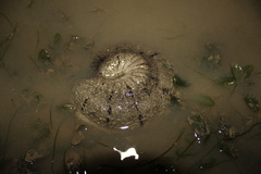 Holothuria scabra