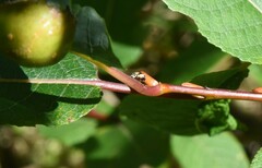 Mulsantina hudsonica